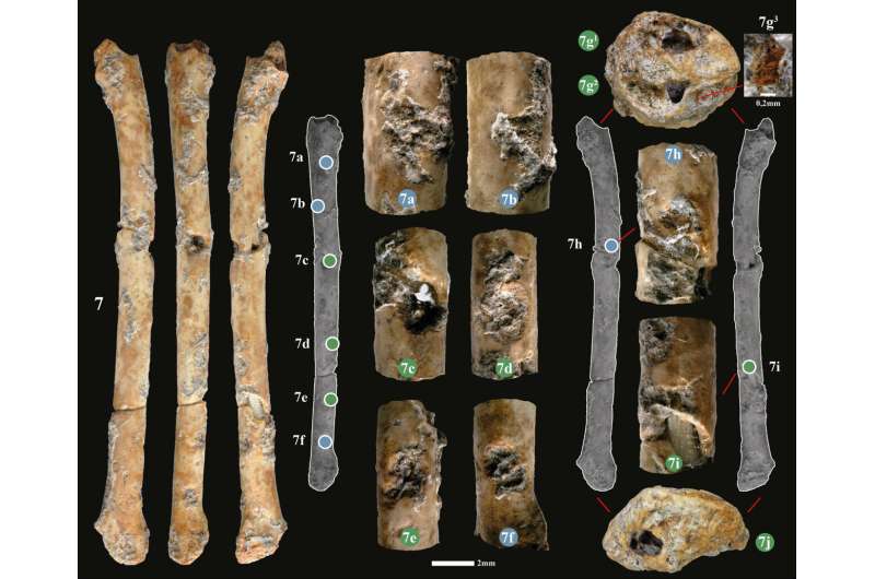 Дослідники виявили флейти віком 12 000 років, зроблені з кісток птахів