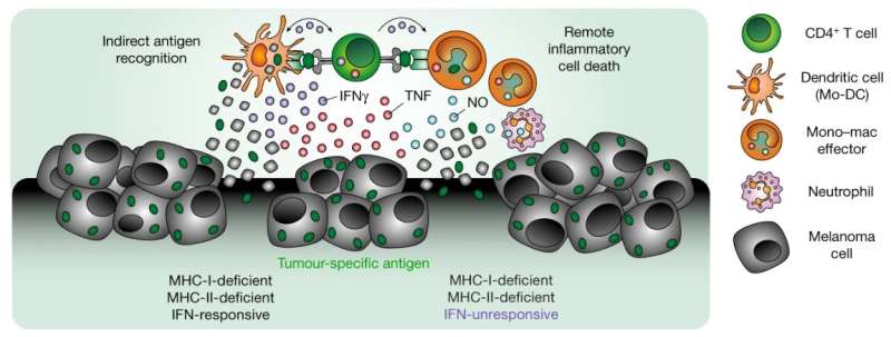 Researchers discover a new mechanism of cancer immune defense