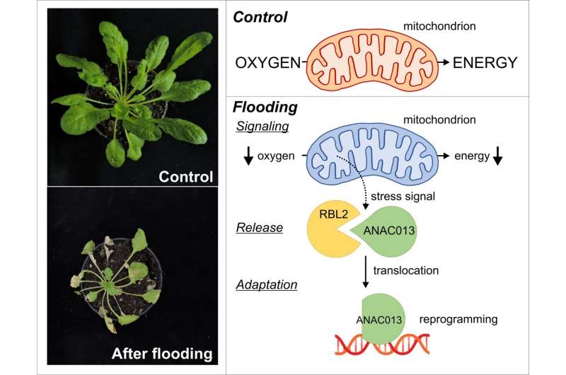 Researchers discover a novel low oxygen signalling pathway in the model plant Arabidopsis thaliana