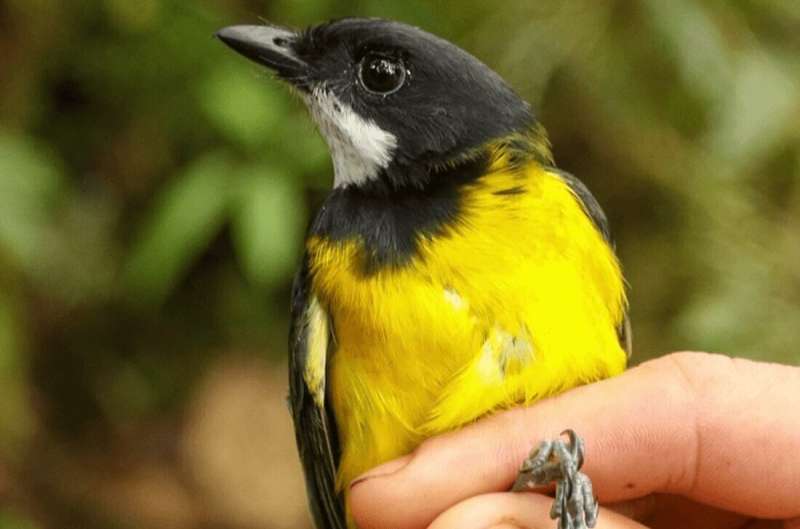Researchers discover birds with neurotoxin-laden feathers