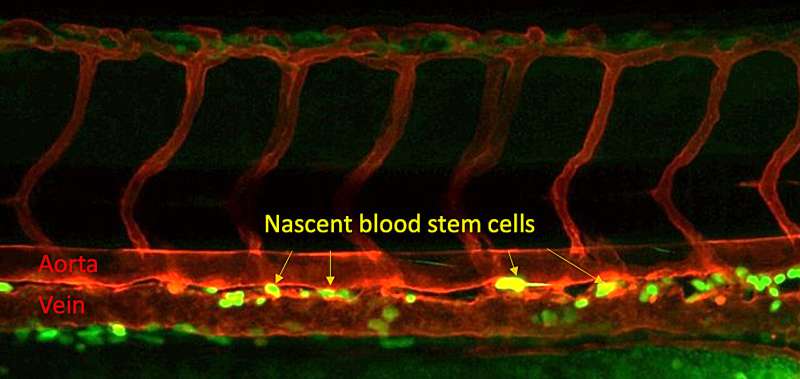 Researchers discover crucial step in creating blood stem cells