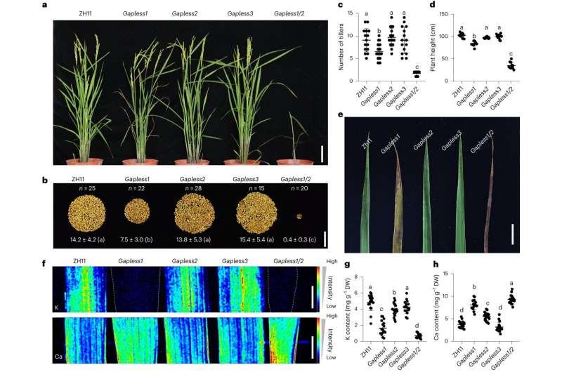 Researchers discover key functions of plasma membrane–cell wall adhesion in rice and critical genes involved