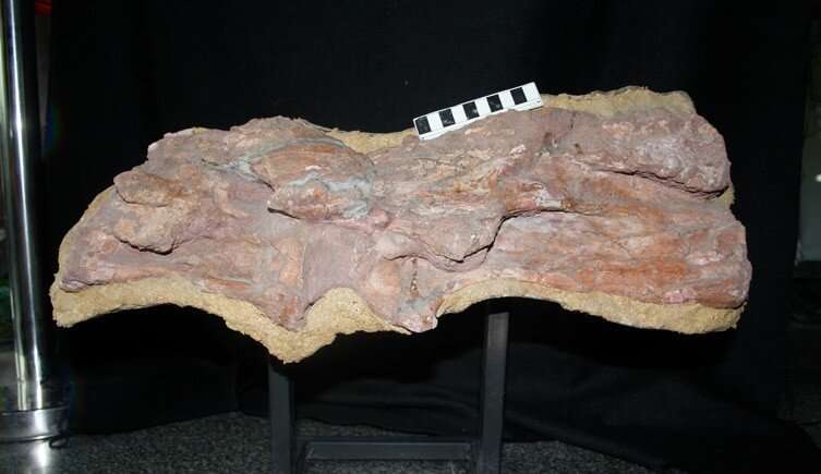 Researchers discover longest-necked dinosaur in China
