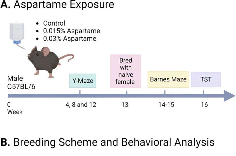 Researchers discover learning and memory deficits after ingestion of aspartame