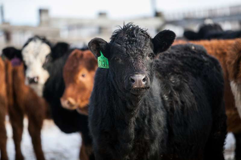 Researchers discover new antimicrobial resistance gene associated with livestock disease treatment