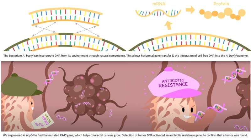 Researchers engineer bacteria that can detect tumor DNA