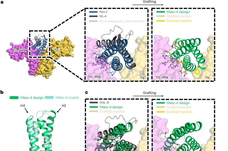 Researchers enhance the function of natural proteins using 'protein Legos'