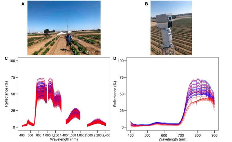 Researchers examine drought resistance traits in beans using hyperspectral remote sensing