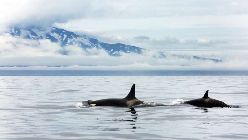 Researchers find 20,000 years old refugium for orcas in the northern Pacific
