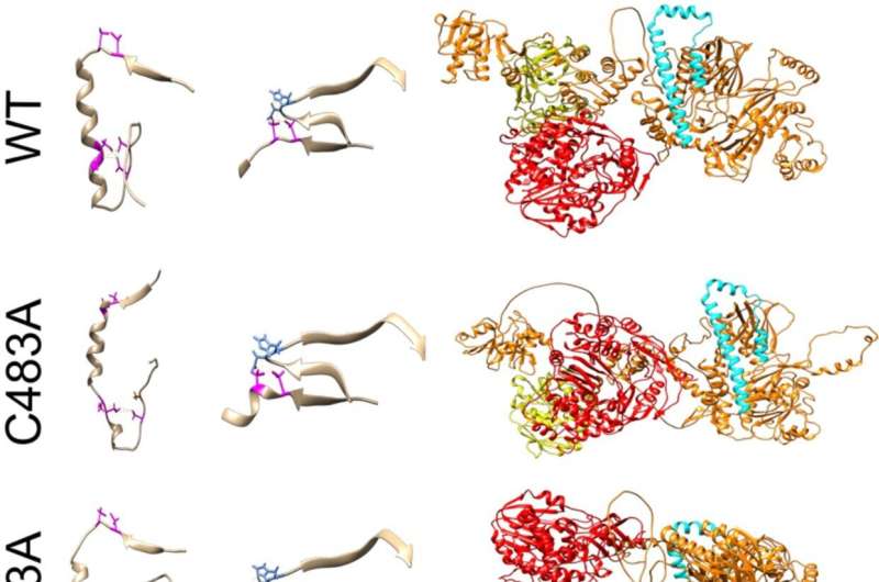 Researchers find a path toward Hep E treatment by disentangling its knotty structure