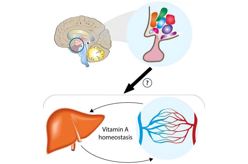 Researchers find brain controls vitamin balance in the body