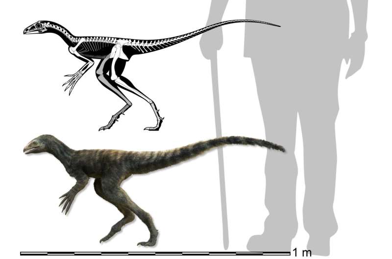 Researchers find fossilized nonflying precursor to pterosaur in Brazil