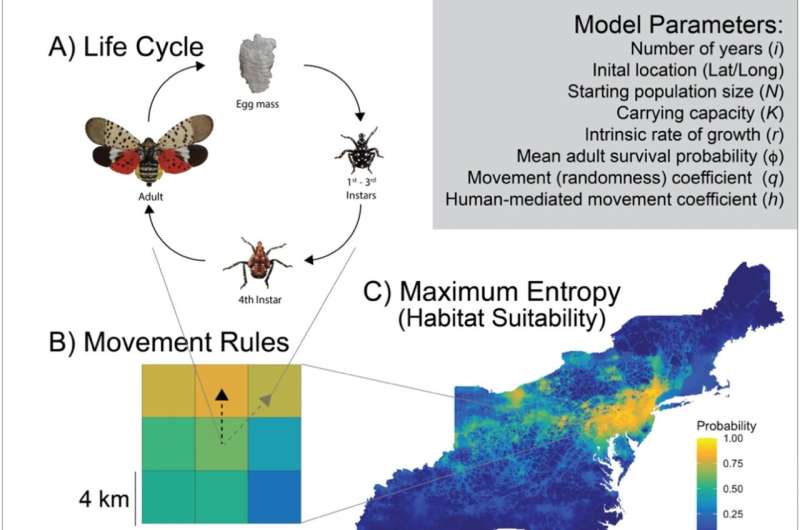 Researchers find human transportation largely responsible for spread of invasive spotted lanternfly