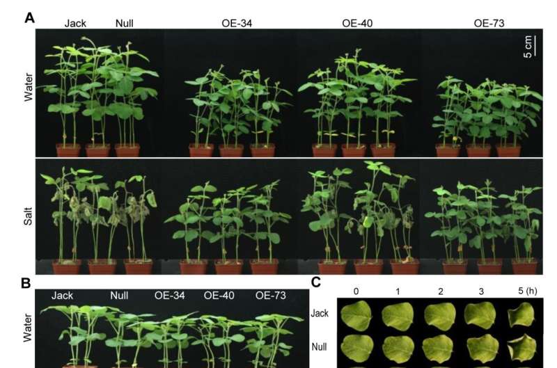 Researchers find new function of oil regulator GmZF351 in soybean stress tolerance