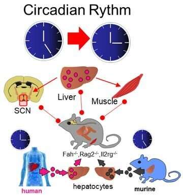 Researchers find that liver cells influence the circadian clock