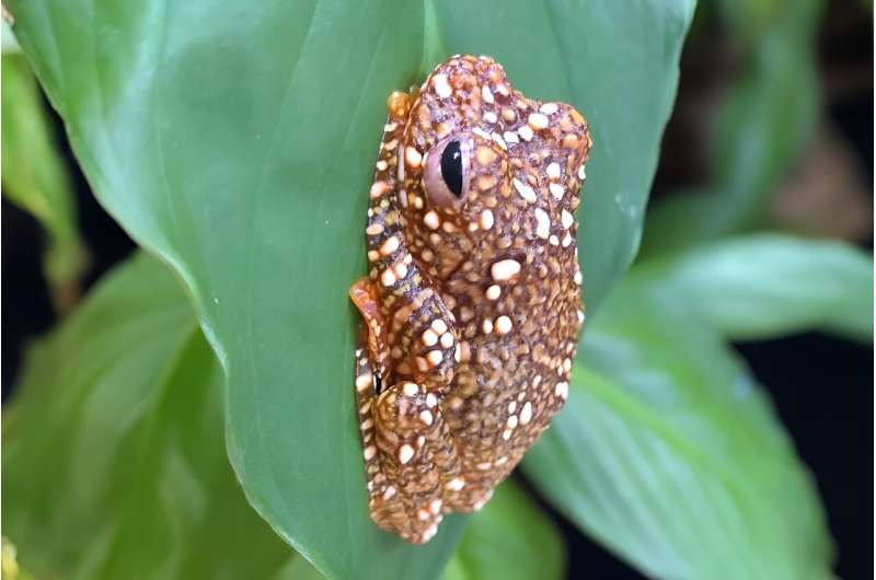 Researchers found juvenile Wallace's flying frogs likely camouflage as droppings