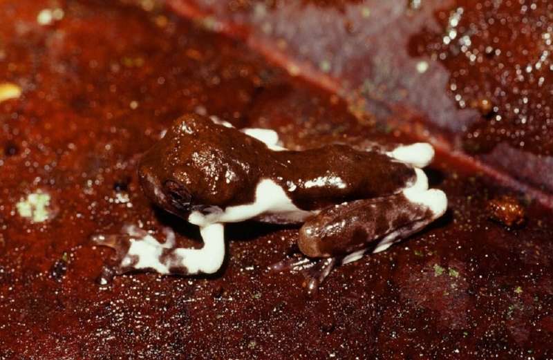 Researchers get the drop on new frog species