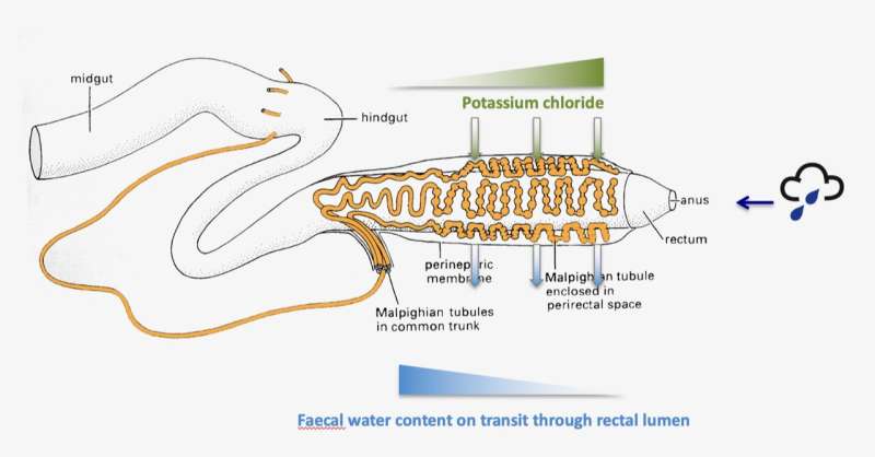 Researchers get to the “bottom” of how beetles use their butts to stay hydrated