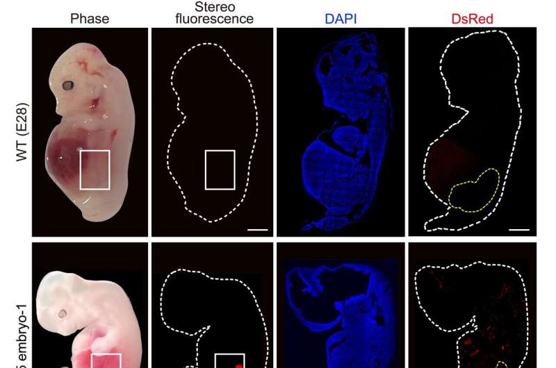 Researchers grow embryonic humanized kidneys inside pigs for 28 days
