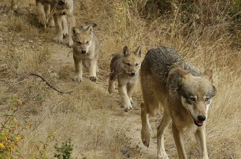Researchers have identified a new pack of endangered gray wolves in California