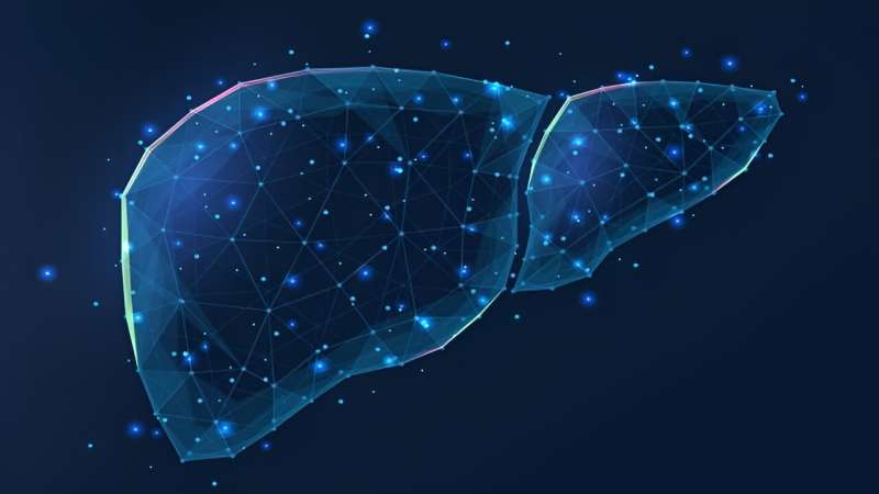 Researchers identify a potential therapeutic target against cirrhosis and liver inflammation