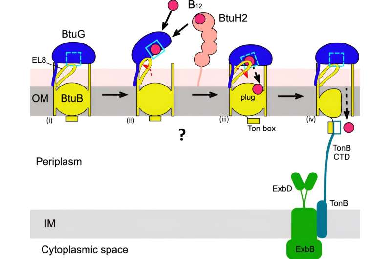 Researchers identify bacterial mechanism for vitamin B12 uptake