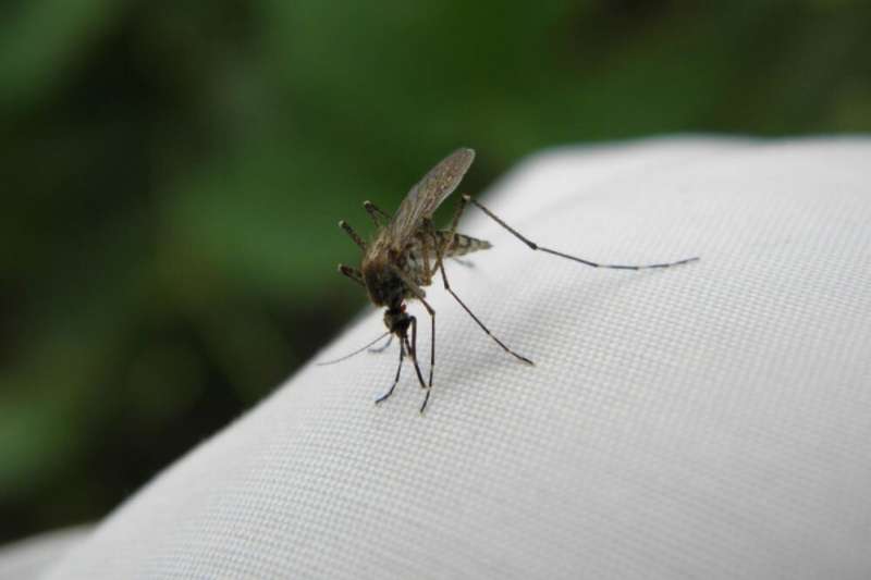 Researchers identify genetic makeup of new strains of West Nile