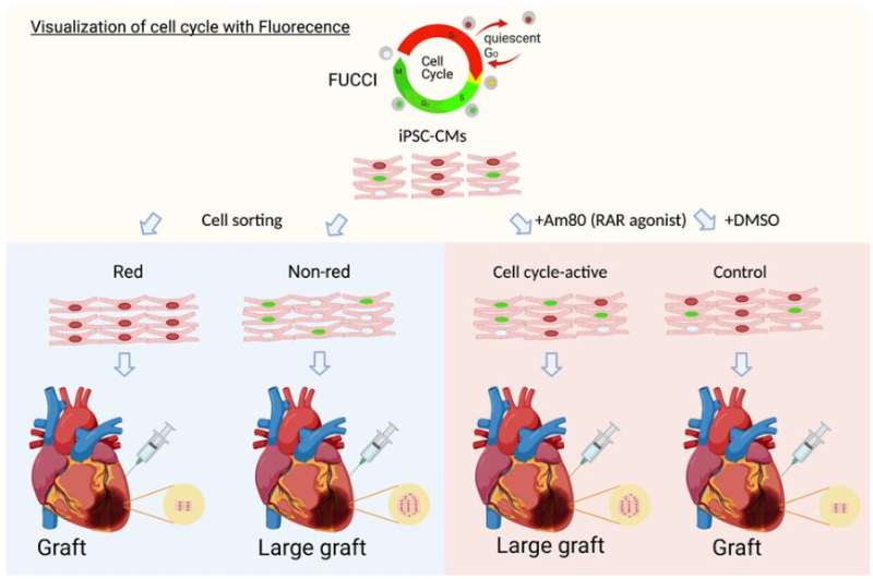 Researchers identify molecule that activates cell cycle to enhance cardiac tissue graft production