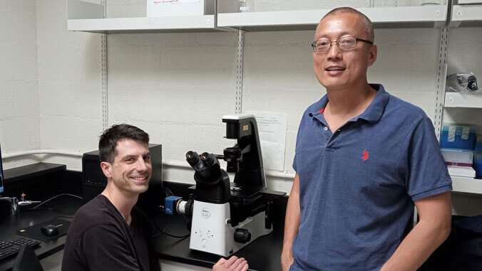 Researchers identify motor complex of cell division, shows promise for anti-cancer drug design