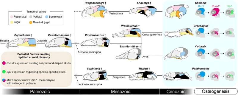 Researchers identify molecular basis for morphological diversity of amniote skull