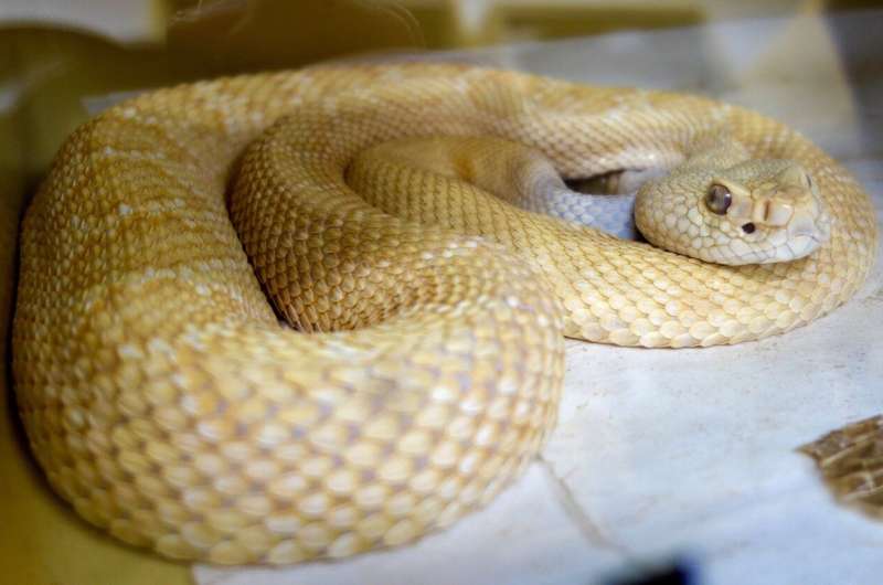 Researchers identify protein that counteracts key rattlesnake venom toxins