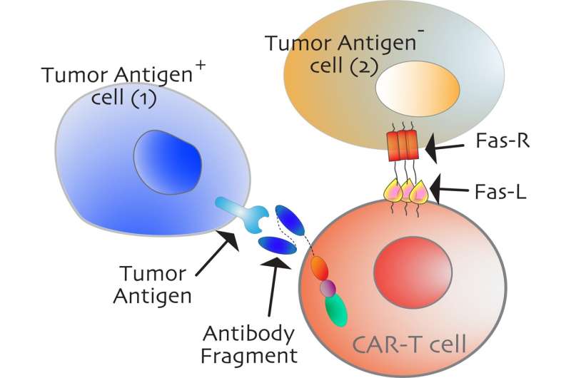 Researchers identify 'switch' to activate cancer cell death