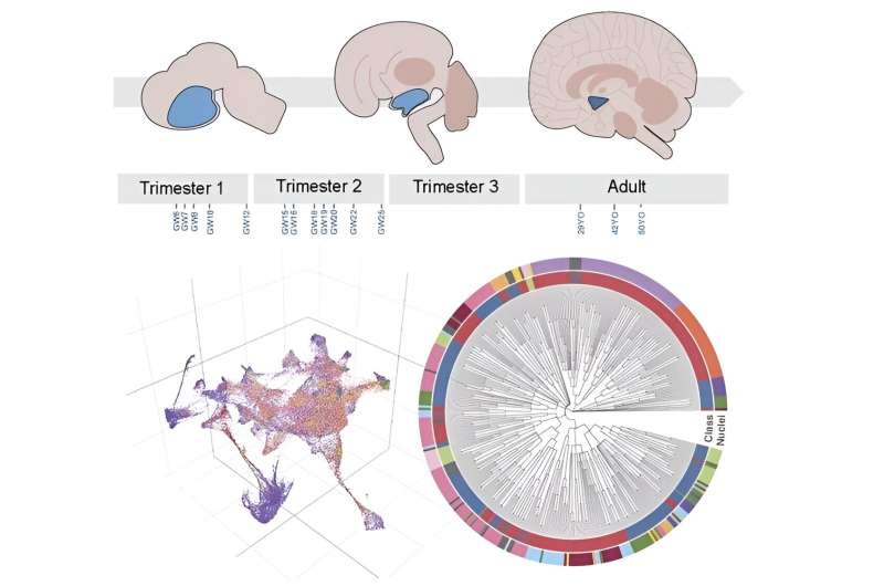 Researchers illuminate the complexity of the human hypothalamus