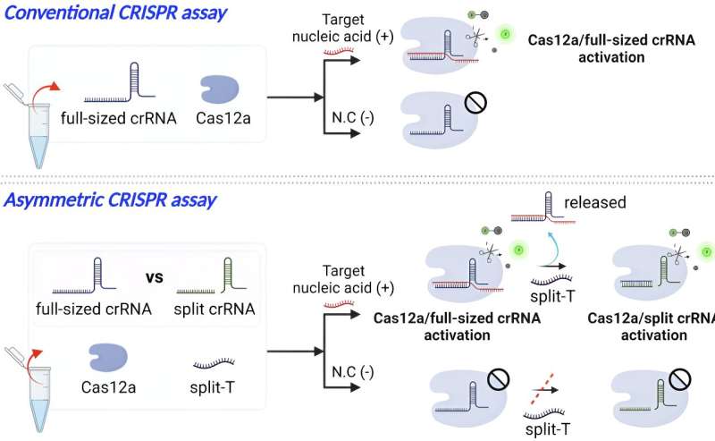 Researchers improve efficacy and efficiency of CRISPR diagnostic technology