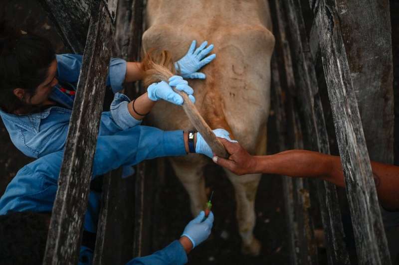 Researchers in Mexico draw blood from a cow as part of their efforts to prevent the next potential pandemic