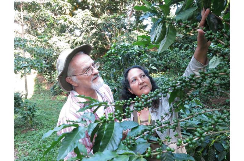 Researchers inform ecological theory with findings from decades of coffee farm fieldwork