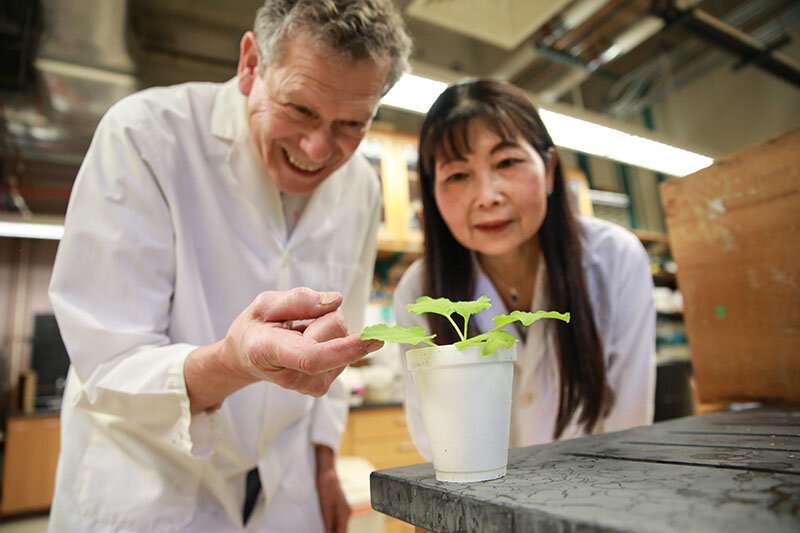 Researchers introduce valuable traits in plants without creating transgenic plants
