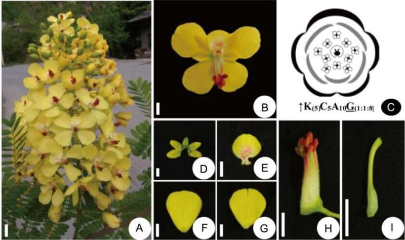 Researchers investigate floral development of two legume plants