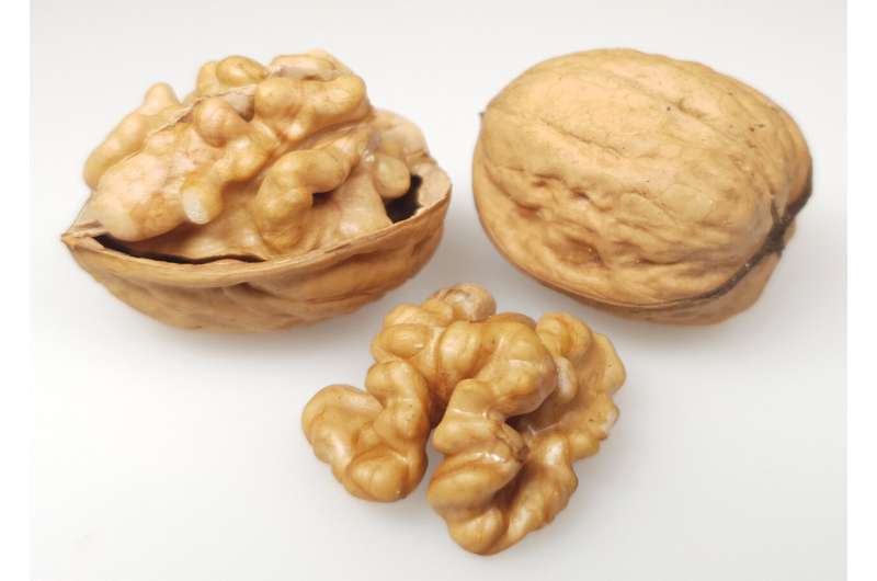 Researchers isolate key compounds in the aroma of walnuts