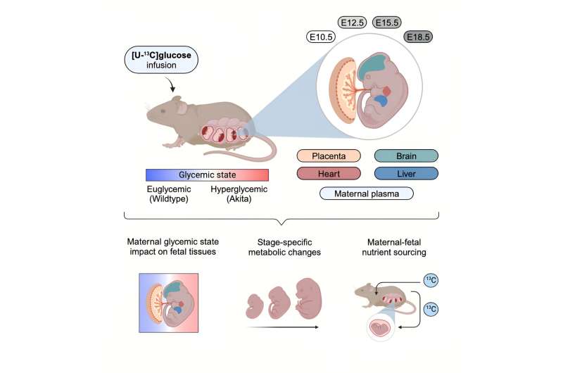Researchers lay groundwork to study effects of maternal diabetes on fetal metabolism and development