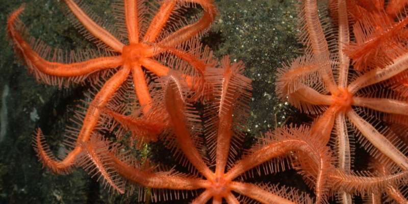 Researchers outline best practices for understanding life on the ocean's vast seafloor