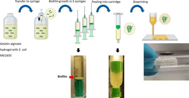 Researchers print bacterial biofilms on human lung cells to study chronic lung infections