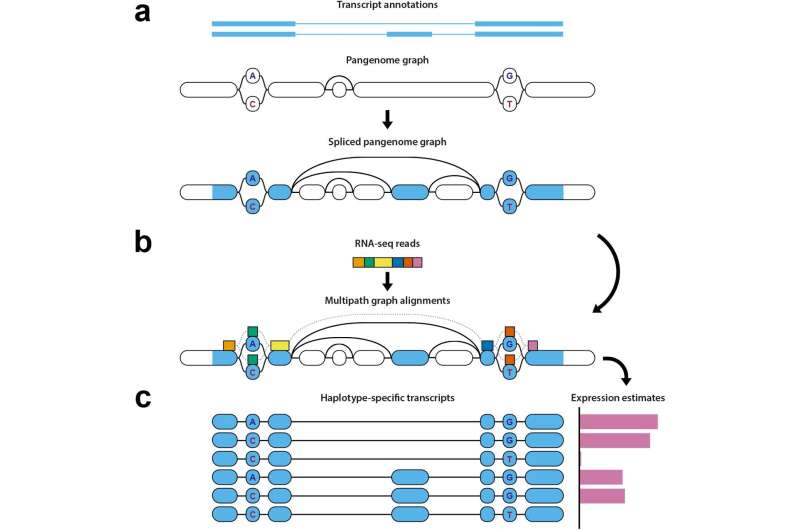 Researchers produce first-ever toolkit for RNA sequencing analysis using a 'pantranscriptome'