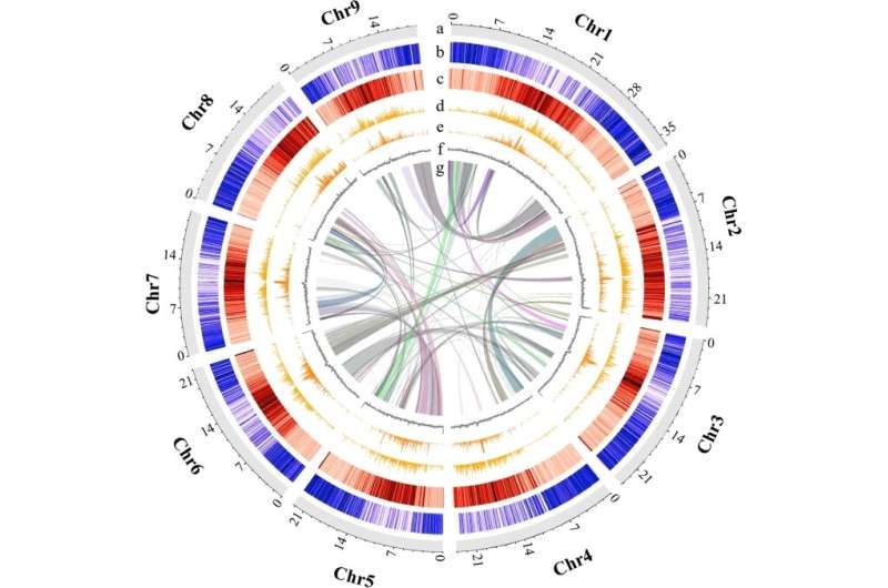 Researchers provide first chromosome-level genome assembly in Murraya plants