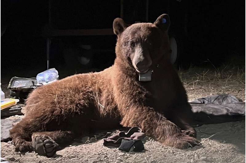 Researchers radio-collar 1st bear in mountains near LA