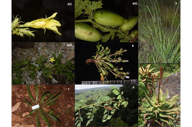 Researchers report floristic plant composition inventory of Mount Elgon, east Africa