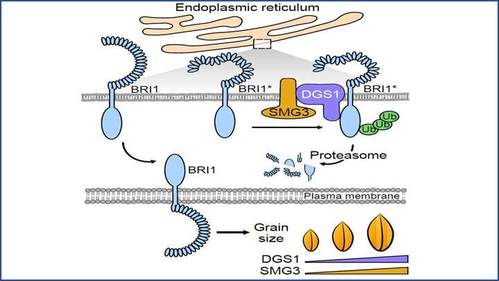 Researchers reveal endoplasmic reticulum-associated protein degradation and control of grain size in rice