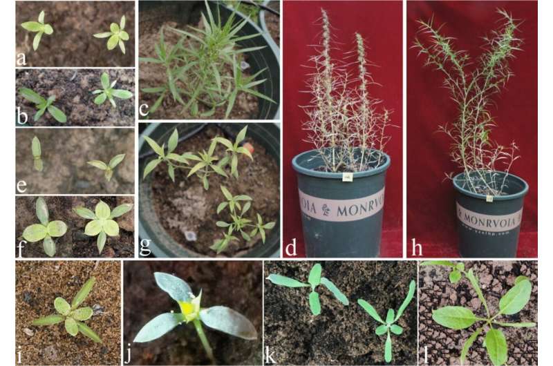 Researchers reveal genetic and evolutionary characteristics of tricotyledony in sand rice
