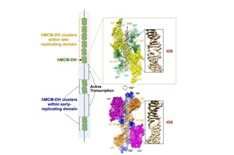 Researchers reveal how DNA unzipping machine MCM2-7 complex works, shedding lights on cancer therapy