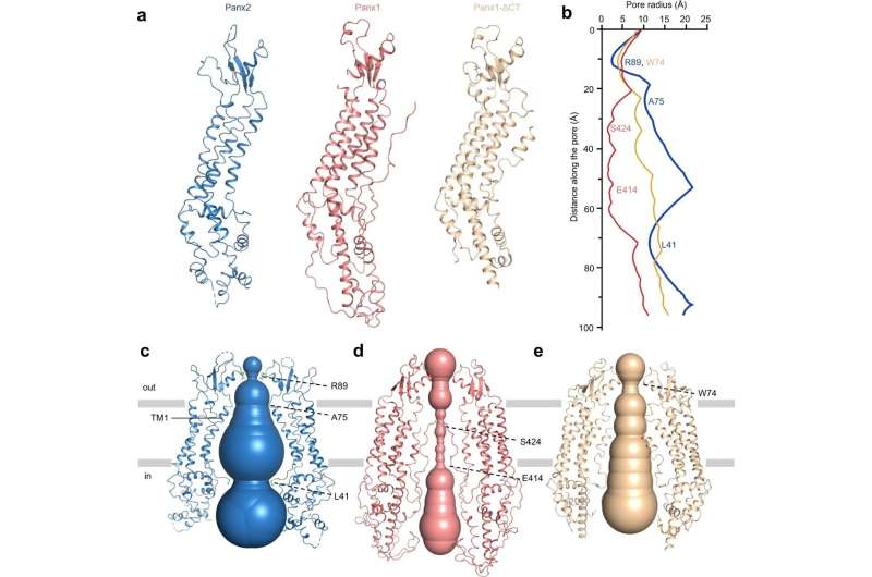 Researchers reveal molecular mechanism of pannexin 2 as ATP membrane pore channel